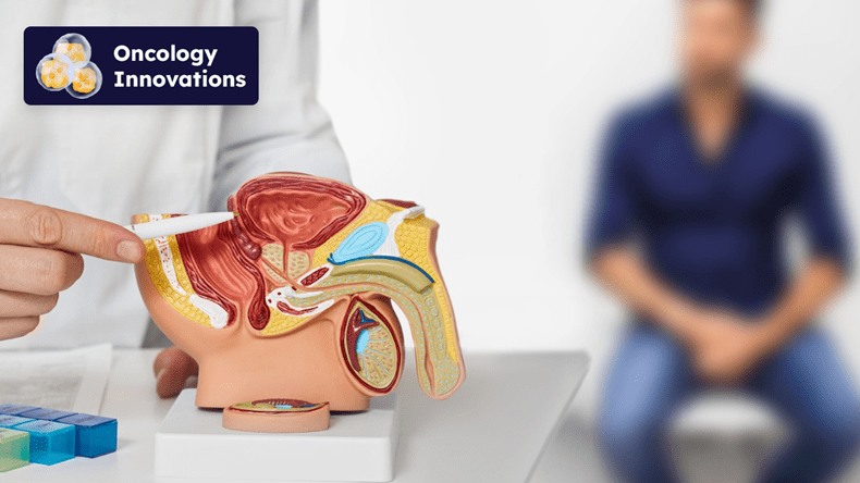 doctor showing patient a model of the anatomy of the prostate